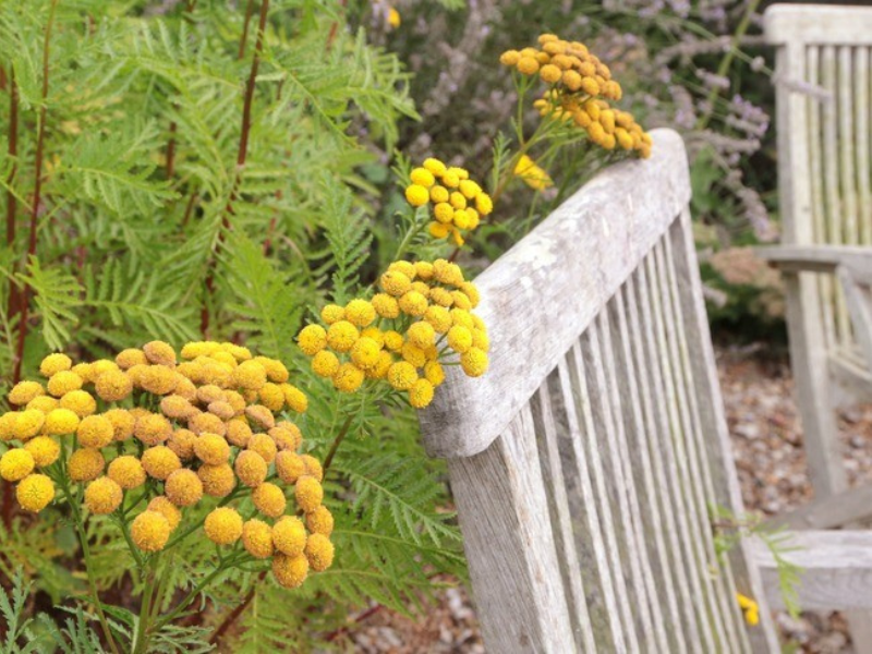 Wimborne in Bloom Open Gardens