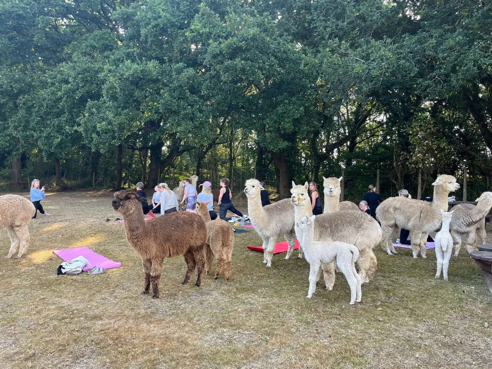 alpaca pilates at hope farm