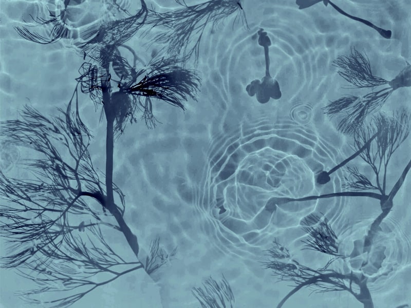 Droves & Downs Exhibition